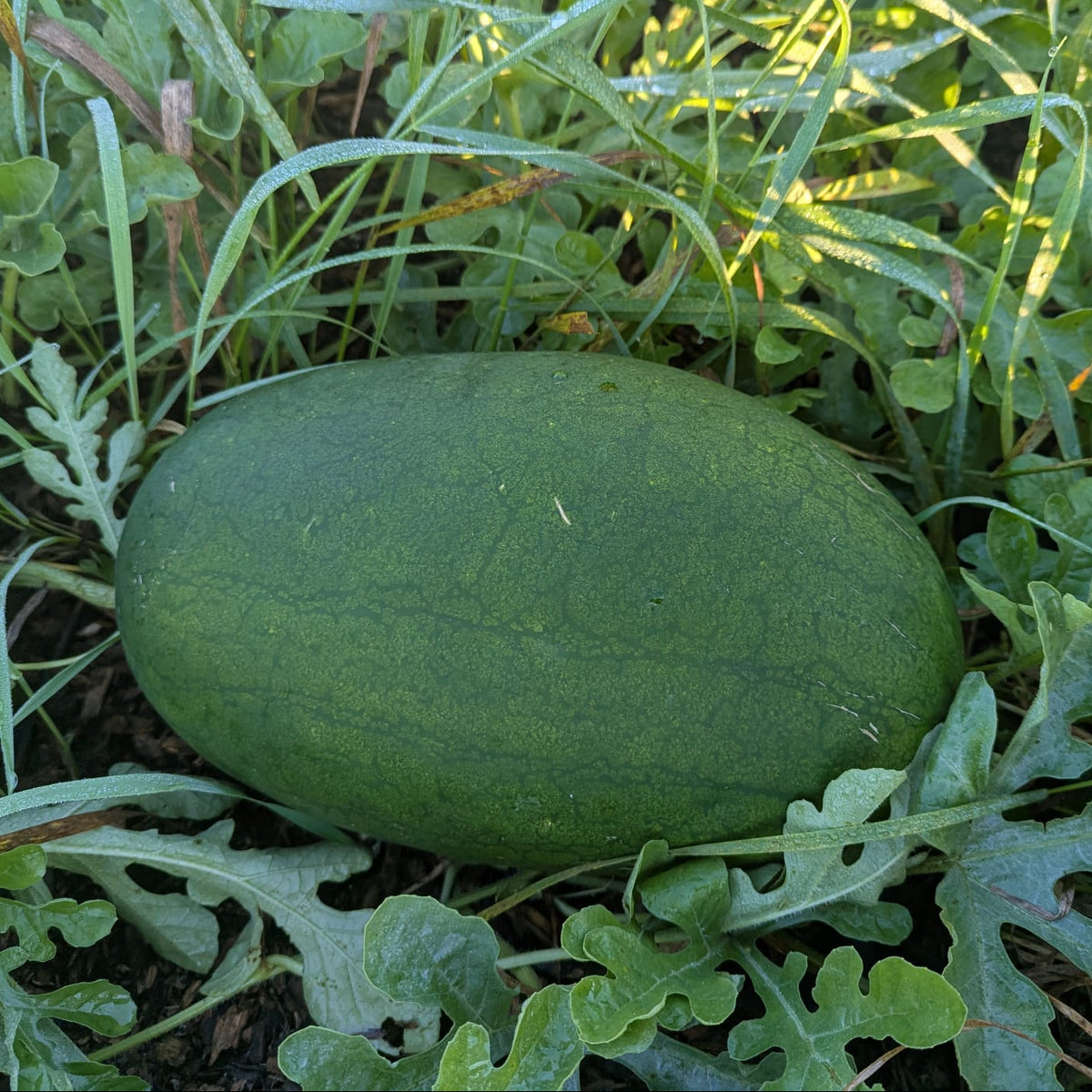 Watermelon