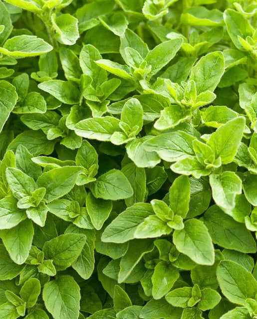 Oregano