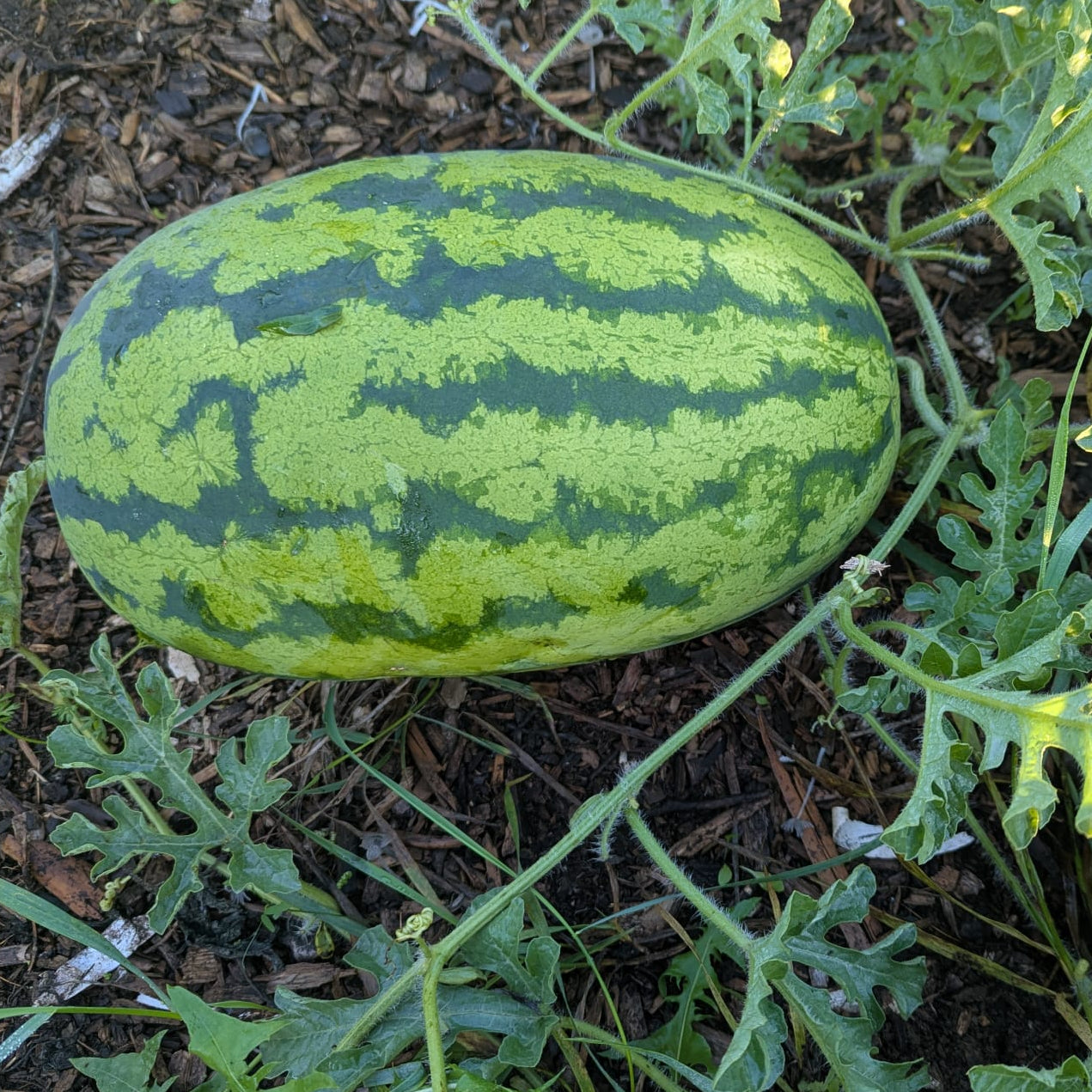 Watermelon