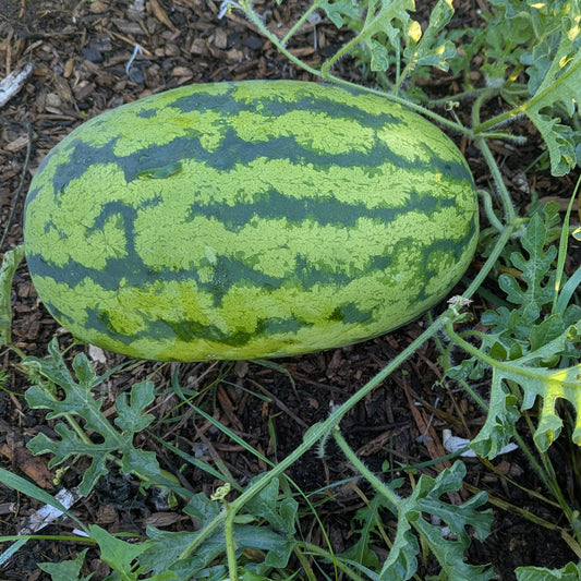 Watermelon