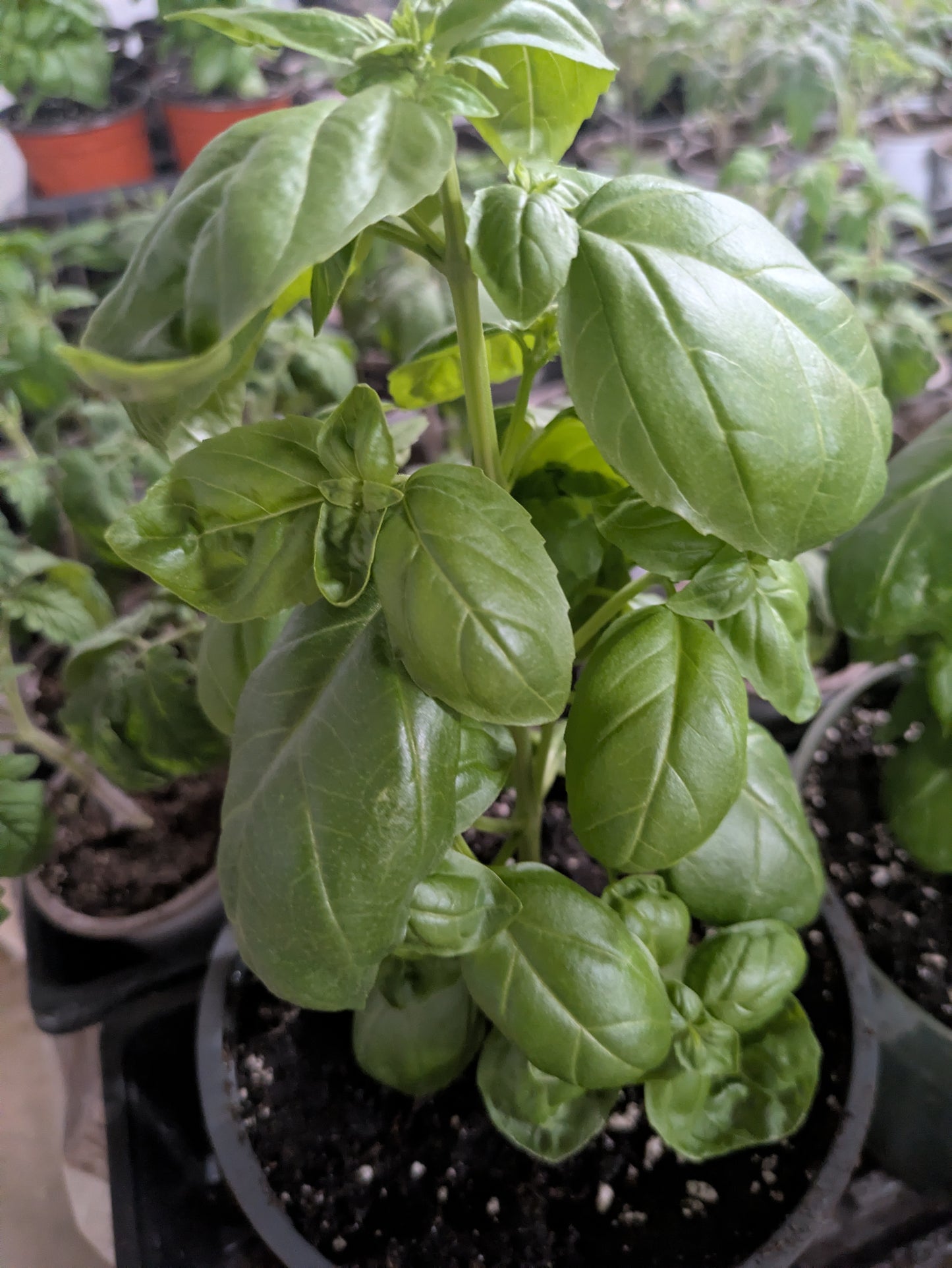 Basil - Plant
