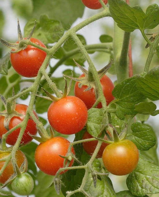 Cherry Tomato