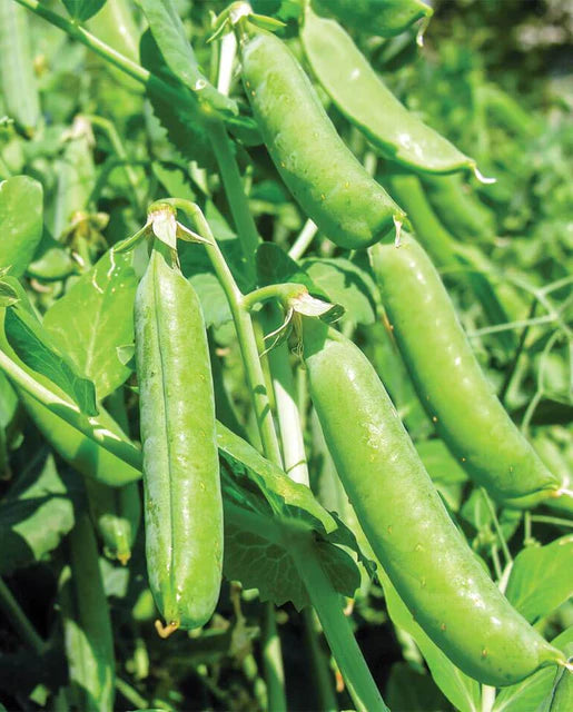 Garden Peas