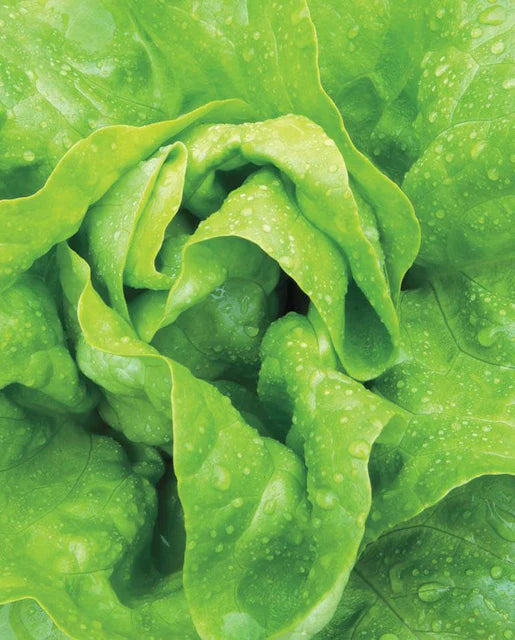 Green Leaf Lettuce (Boston/Butter Lettuce)