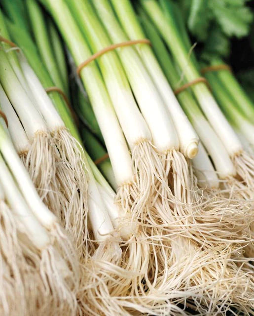 Green Onions (Bunch)