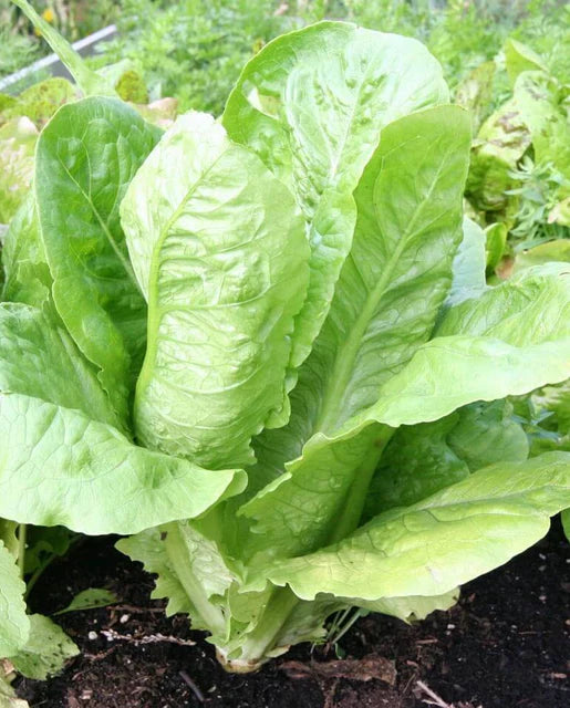 Romaine Lettuce