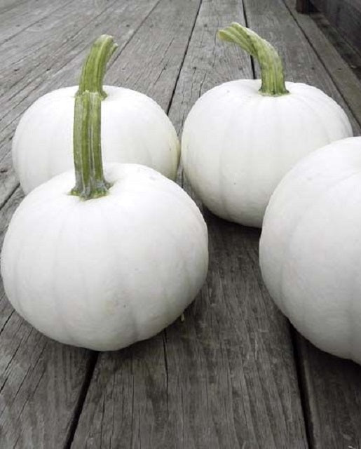 White Pumpkin