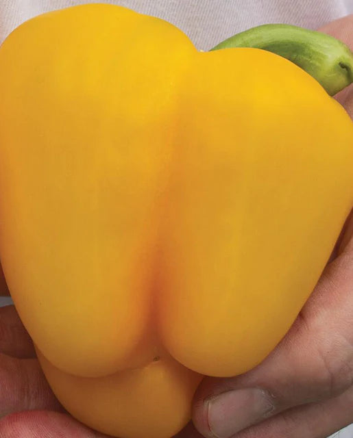 Yellow Peppers