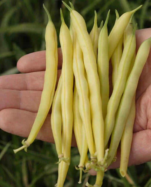 Yellow Beans